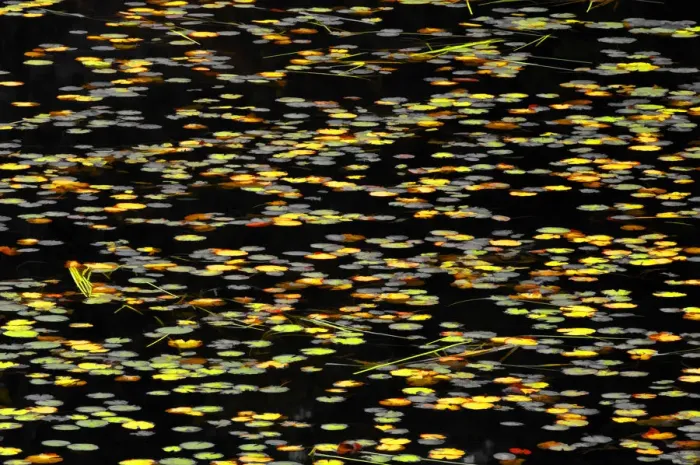 Framed Print : Canada. Water lilies abstract. Credit as: Mike Grandmaison / Jaynes Gallery / DanitaDelimont Framed Print : Canada. Water lilies abstract. Credit as: Mike Grandmaison / Jaynes Gallery / DanitaDelimont