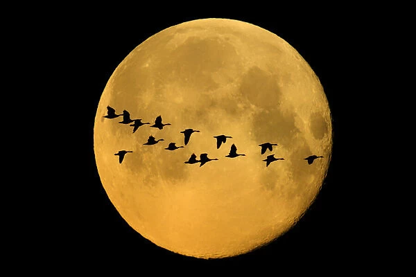 Canada, Winnipeg. Montage of geese flying past harvest moon
