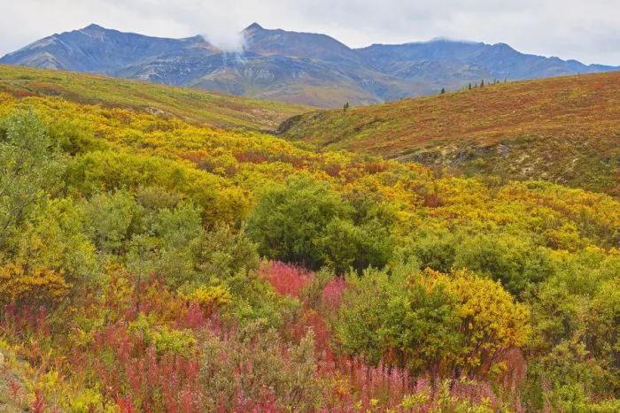 Framed Print : Canada, Yukon. Autumn-colored hills and fog. Credit as: Mike Grandmaison / Jaynes Gallery Framed Print : Canada, Yukon. Autumn-colored hills and fog. Credit as: Mike Grandmaison / Jaynes Gallery