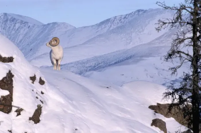 Framed Print : Canada, Yukon, Dall Sheep Framed Print : Canada, Yukon, Dall Sheep
