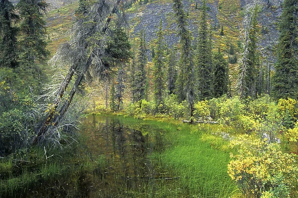 Canada, Yukon. Forest wetland. Credit as: Mike Grandmaison  /  Jaynes Gallery  /  DanitaDelimont