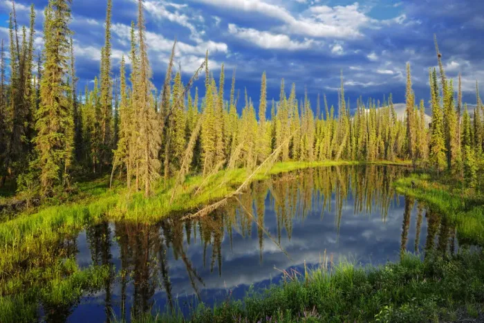 Framed Print : Canada, Yukon. Forest wetland. Credit as: Mike Grandmaison / Jaynes Gallery / DanitaDelimont Framed Print : Canada, Yukon. Forest wetland. Credit as: Mike Grandmaison / Jaynes Gallery / DanitaDelimont