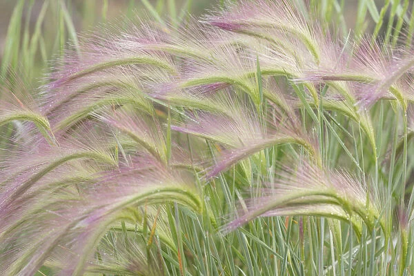 Canada, Yukon. Foxtail grass close-up. Credit as: Don Paulson  /  Jaynes Gallery  /  DanitaDelimont