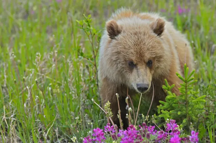 Framed Print : Canada, Yukon. Grizzly bear close-up