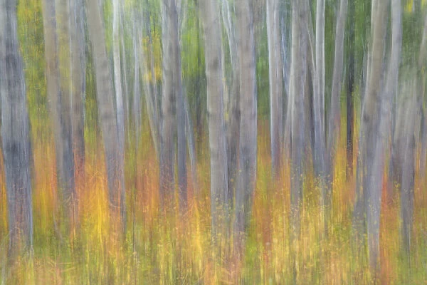 Canada, Yukon, Kluane National Park. Abstract of aspen trees