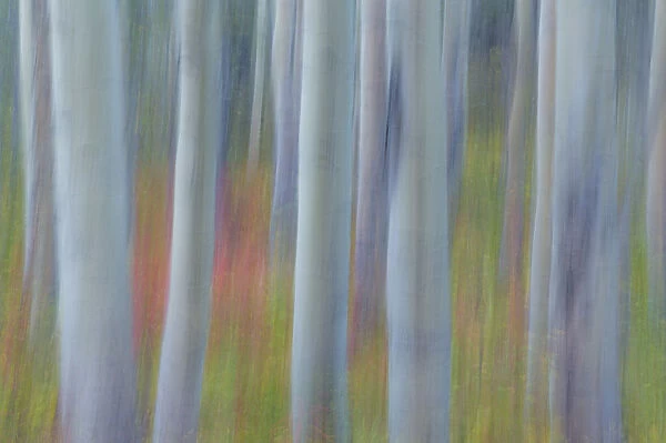 Canada, Yukon, Kluane National Park. Abstract of aspen trees