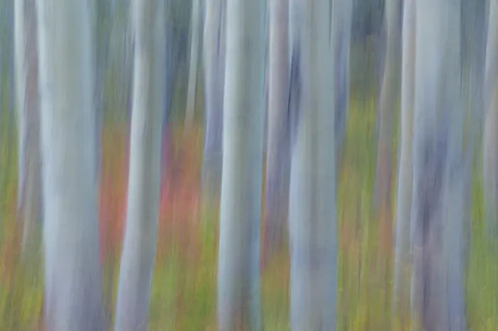 Framed Print : Canada, Yukon, Kluane National Park. Abstract of aspen trees Framed Print : Canada, Yukon, Kluane National Park. Abstract of aspen trees