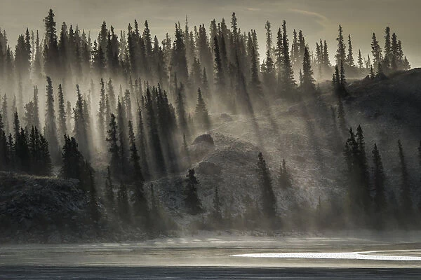 Canada, Yukon, Kluane National Park. Backlit trees near Kluane Lake