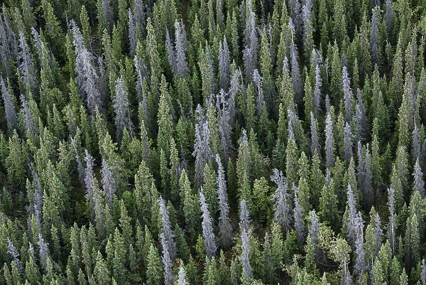 Canada, Yukon, Kluane National Park. Mix of living and dead white spruce trees