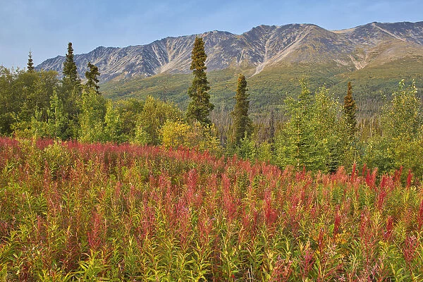 Canada, Yukon, Kluane National Park. St. Elias Mountains and forest landscape