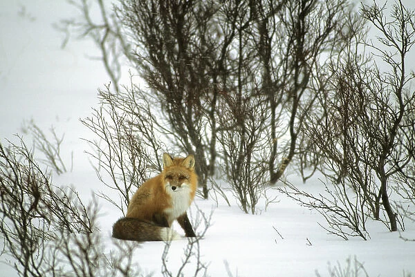 Canada, Yukon, Red Fox, Winter, Snow