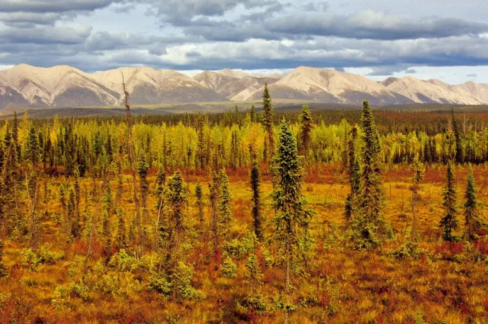 Framed Print : Canada, Yukon. Sub-Arctic vegetation. Credit as: Mike Grandmaison / Jaynes Gallery / DanitaDelimont Framed Print : Canada, Yukon. Sub-Arctic vegetation. Credit as: Mike Grandmaison / Jaynes Gallery / DanitaDelimont