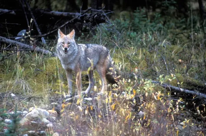 Framed Print : Canada, Yukon Territory, Coyote (Canis latrans) at forests edge near Kluane Framed Print : Canada, Yukon Territory, Coyote (Canis latrans) at forests edge near Kluane