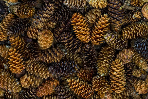 Canada, Yukon Territory, Kluane National Park. Close-up of spruce cones. Credit as