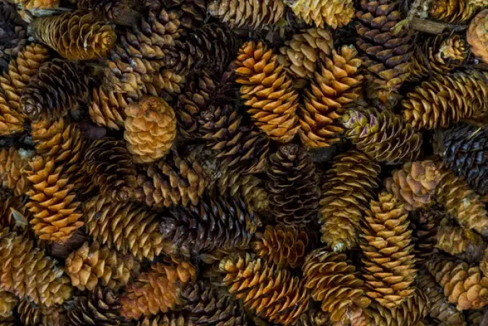 Framed Print : Canada, Yukon Territory, Kluane National Park. Close-up of spruce cones. Credit as Framed Print : Canada, Yukon Territory, Kluane National Park. Close-up of spruce cones. Credit as