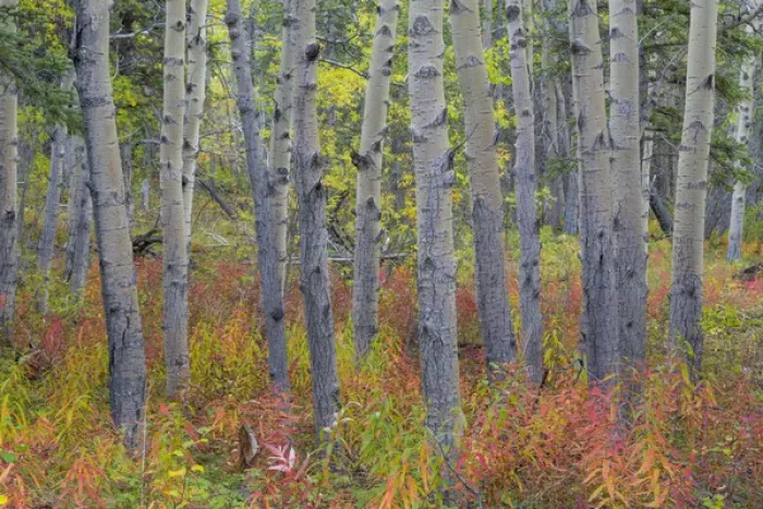 Framed Print : Canada, Yukon Territory, Kluane National Park. Fireweed in aspen forest. Credit as Framed Print : Canada, Yukon Territory, Kluane National Park. Fireweed in aspen forest. Credit as