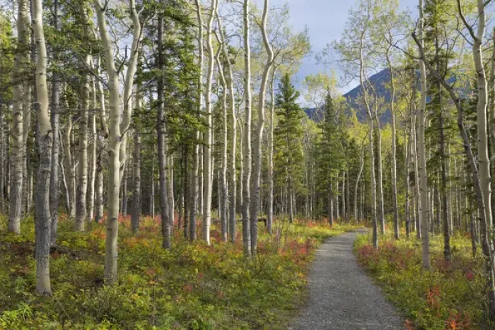 Framed Print : Canada, Yukon Territory, Kluane National Park. Trail through aspen forest. Credit as Framed Print : Canada, Yukon Territory, Kluane National Park. Trail through aspen forest. Credit as
