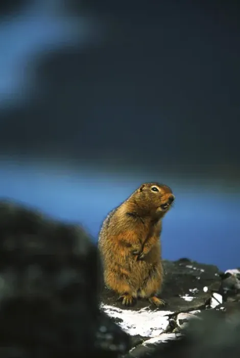 Framed Print : Canada, Yukon Territory, Kluane National Park And Reserve, Arctic ground squirrel Framed Print : Canada, Yukon Territory, Kluane National Park And Reserve, Arctic ground squirrel
