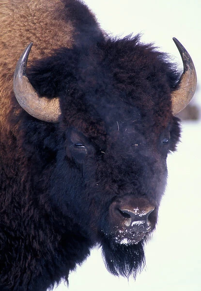 Canada, Yukon Territory, Whitehorse, Bison herd (Bos bison) along Alaska Highway