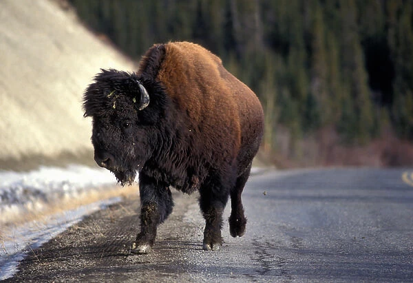 Canada, Yukon Territory, Whitehorse, Bison herd (Bos bison) along Alaska Highway