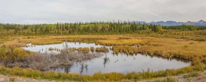 Framed Print : Canada, Yukon. Waterfowl in a marsh on the Alaska Highway