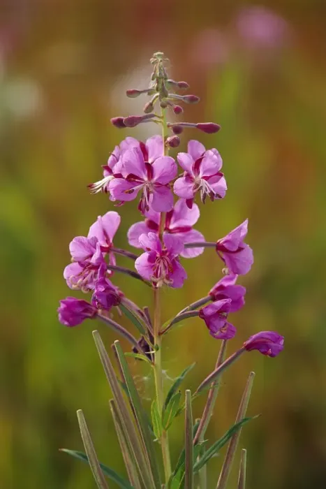 Framed Print : Canada, Yukon, Watson Lake. Fireweed blossoms close-up Framed Print : Canada, Yukon, Watson Lake. Fireweed blossoms close-up
