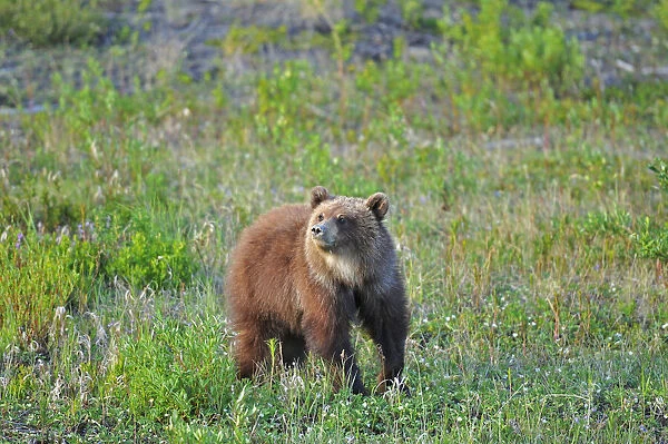 Canada, Yukon. Young grizzly bear in field. Credit as: Mike Grandmaison  /  Jaynes Gallery