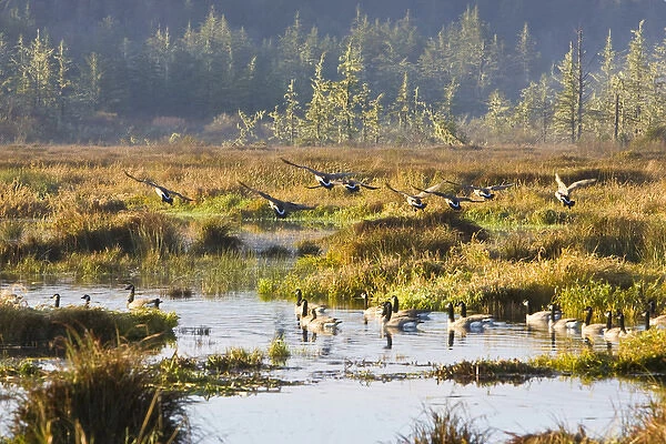 Canadian Geese landing in a marsh near the Pacific Coast Highway, Oregon