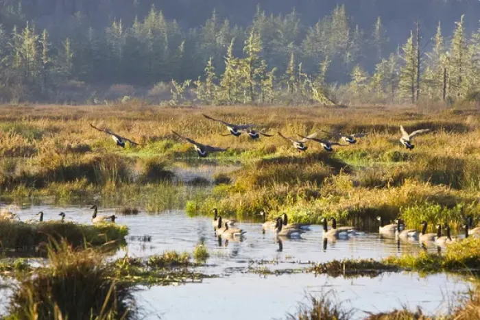 Framed Print : Canadian Geese landing in a marsh near the Pacific Coast Highway, Oregon Framed Print : Canadian Geese landing in a marsh near the Pacific Coast Highway, Oregon