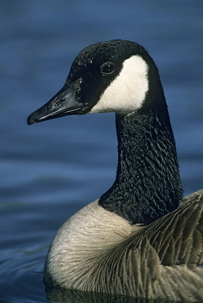 Canadian Goose, (Branta canadensis), Deschutes River, Bend, Oregon