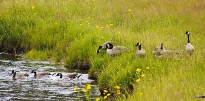 Framed Print : Canadian Goose Family, Yellowstone National Park, WY, USA Framed Print : Canadian Goose Family, Yellowstone National Park, WY, USA