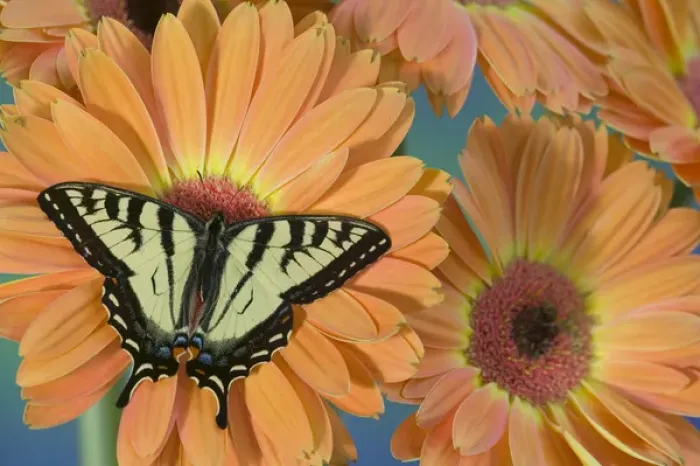 Framed Print : Canadian Tiger Swallowtail Butterfly, Papilio canadensis