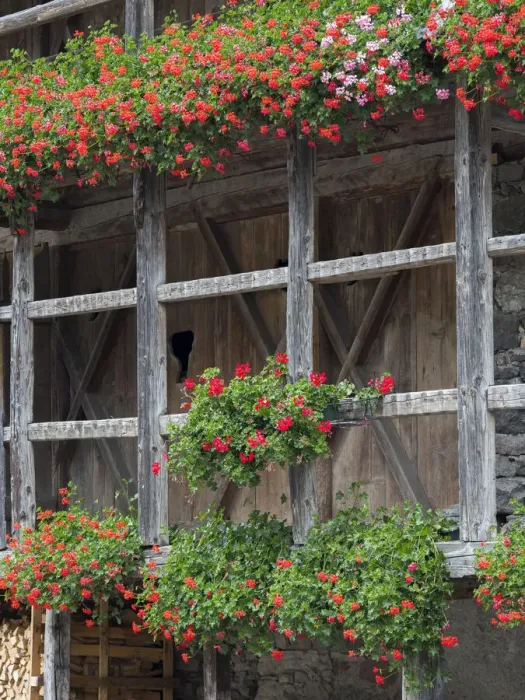 Framed Print : Canale d Agordo, traditional alpine architecture in valley Val Biois, Italy
