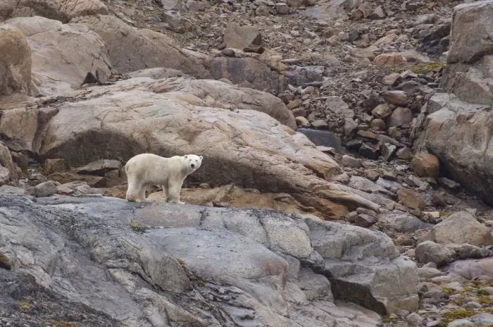 Framed Print : Canand, Nunavut, Lower Savage Islands. Lone polar bear stranded on island for
