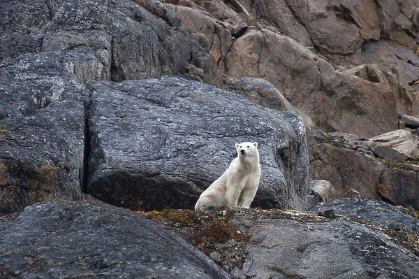 Canand, Nunavut, Lower Savage Islands. Lone polar bear stranded on island for the