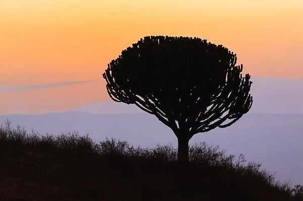 Candelabra Tree silhouetted at sunrise, Euphorbia ingens, Ngorongoro Crater, Tanzania