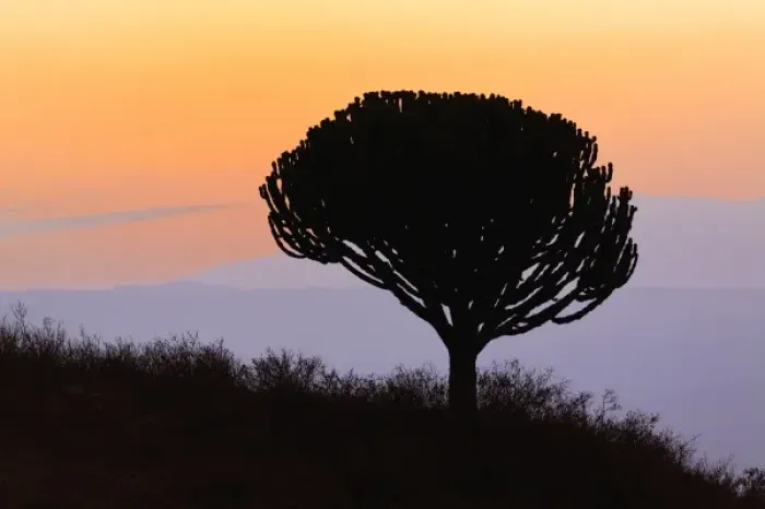 Framed Print : Candelabra Tree silhouetted at sunrise, Euphorbia ingens, Ngorongoro Crater, Tanzania
