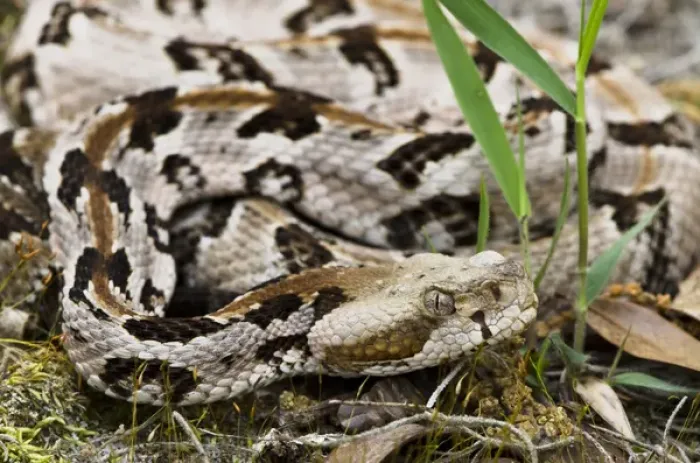 Framed Print : Canebrake or Timber Rattlesnake (Crotalus horridus) Juvenile CAPTIVE Framed Print : Canebrake or Timber Rattlesnake (Crotalus horridus) Juvenile CAPTIVE