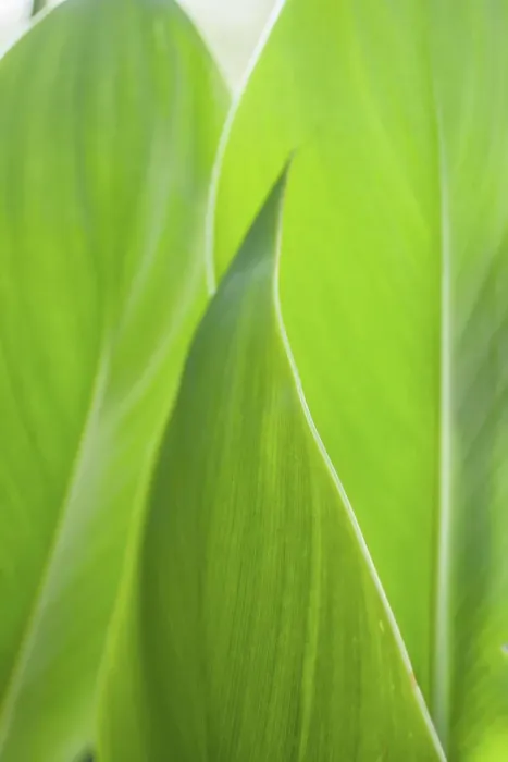 Framed Print : Canna leaf close-up