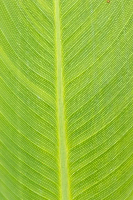 Framed Print : Canna leaf, Marion County, Illinois Framed Print : Canna leaf, Marion County, Illinois