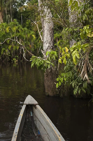 Canoe moving through flooded Igapo forest. Cocaya River. Eastern Amazon Rain Forest