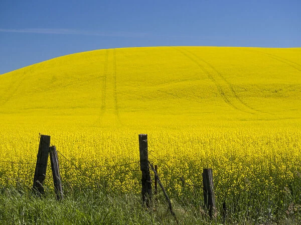Canola in full bloom in the Palouse country of Eastern Washington