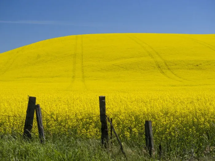 Framed Print : Canola in full bloom in the Palouse country of Eastern Washington Framed Print : Canola in full bloom in the Palouse country of Eastern Washington