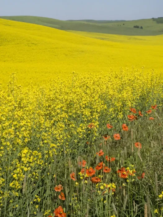 Framed Print : Canola in full bloom in the Palouse country of Eastern Washington Framed Print : Canola in full bloom in the Palouse country of Eastern Washington