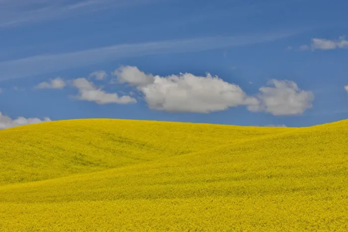 Framed Print : Canola field in full bloom Palouse Country of Eastern Washington Framed Print : Canola field in full bloom Palouse Country of Eastern Washington