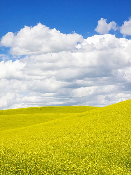 Canola field with clouds