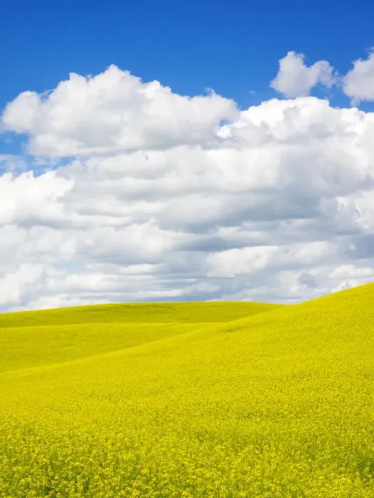 Framed Print : Canola field with clouds Framed Print : Canola field with clouds