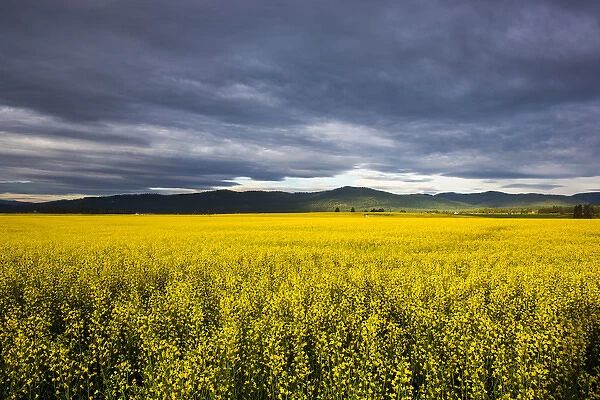 Canola field in morning light in the Flathead Valley of Montana, USA