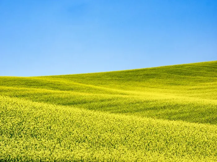 Framed Print : Canola field in Spring Framed Print : Canola field in Spring