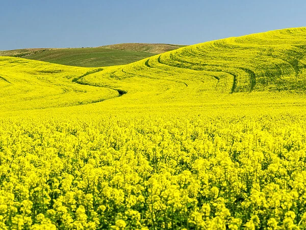 Canola field in Spring
